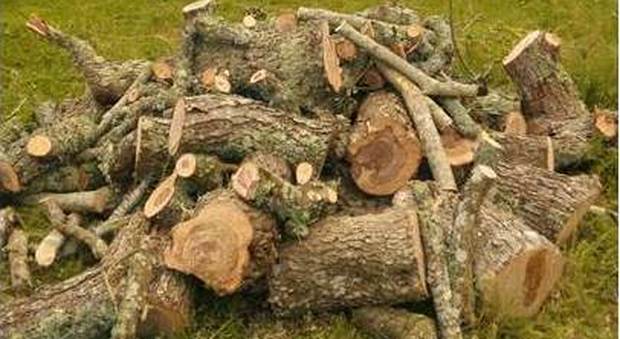 Tagliano gli ulivi secolari per farne legna: arrestati in otto