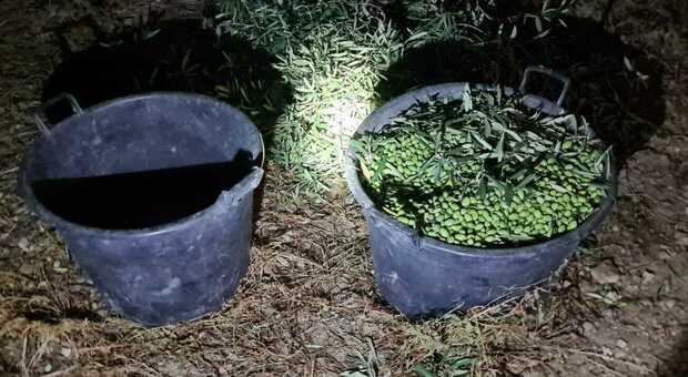 Puglia, furti di olive sempre più frequenti. I coltivatori: «Impossibile controllare tutti i terreni»