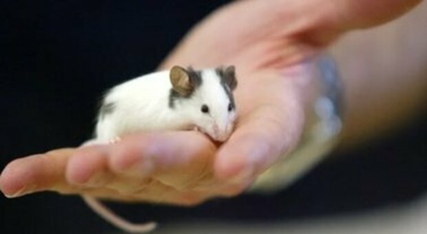 Omicron può "legarsi" ai topi. Allarmante studio danese: come la pandemia può peggiorare
