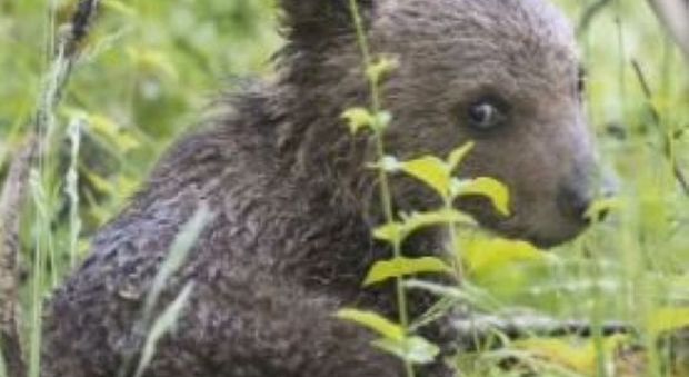 L'orsetta Morena morta di fame: senza la mamma non sapeva dove trovare il cibo