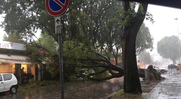 L'albero caduto sulla pasticceria Montereale