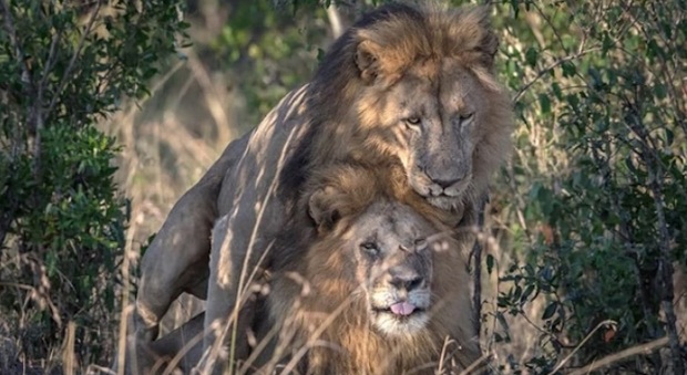 Kenya, fotografo inglese immortala due leoni gay: lo scatto fa scalpore