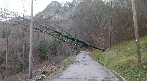 Maltempo: raffiche di vento, alberi caduti sulla strada: nella notte più di 50 telefonate al Nue112