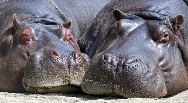 La decisione choc: saranno uccisi 2000 ippopotami africani