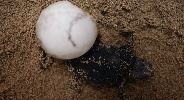 Distrutto dalle mareggiate il nido delle tartarughe