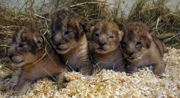 Svezia, nove cuccioli di leone uccisi perché "in esubero": zoo nel mirino degli animalisti