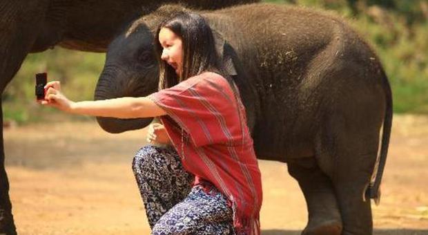Fa il selfie con un elefante, turista calpestata e uccisa