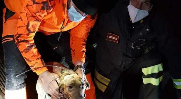 Cane rimane incastrato in un tubo di cemento viene salvato dai vigili del fuoco