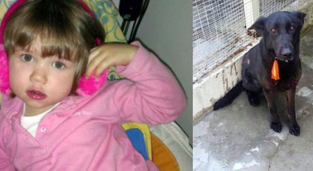 Astrid, 3 anni, sbranata dal cane: firme ​da tutto il mondo per salvare Cloe - Leggi