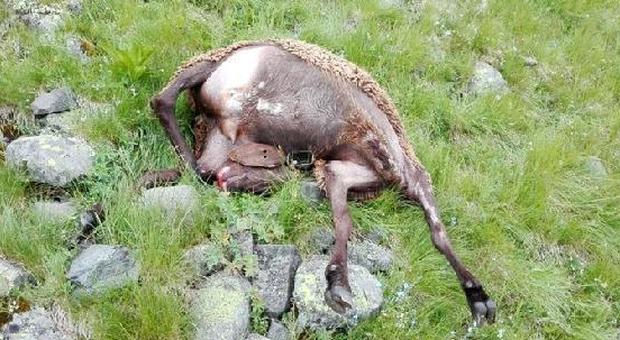 Coppia di lupi "stabile" nei boschi: strage di pecore per nutrire i cuccioli