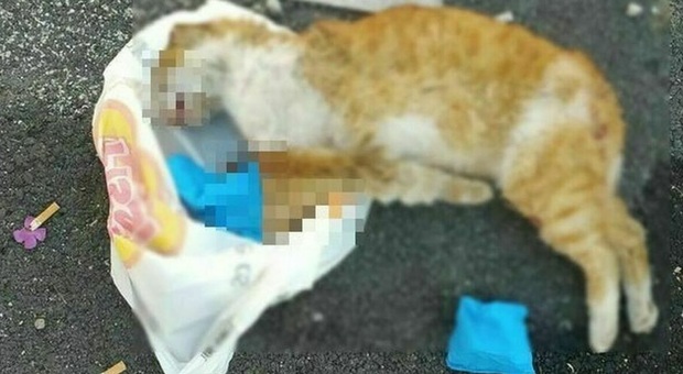 Fa sbranare due gatti dal suo cane, taglia degli animalisti sull'uomo col cappuccio: 3.000 euro a chi fornisce informazioni