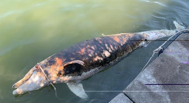 Trovato un delfino morto a largo di Fiumicino: è il secondo in due giorni