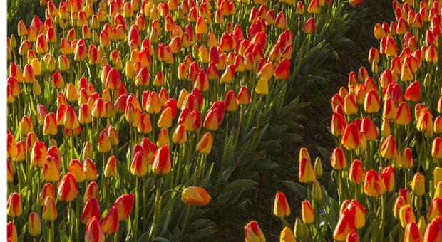 Muore di leucemia a 49 anni e i fratelli la omaggiano piantando tulipani per beneficienza: «37mila fiori per Michela»