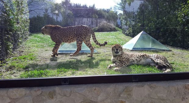 I due giovani esemplari di ghepardo