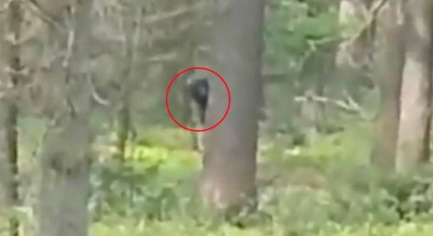 Bigfoot catturato in un video nel bosco? Ecco le immagini incredibili -Guarda