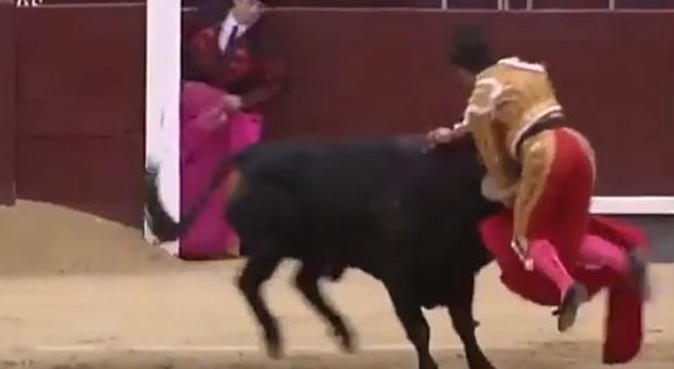 Torero incornato dal toro durante la corrida: lotta tra la vita e la morte