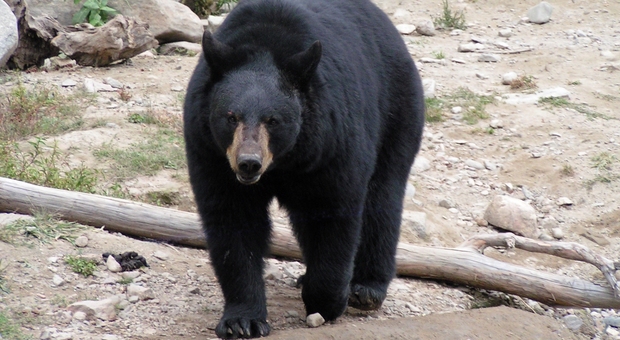 Orso nero (foto wikipedia)