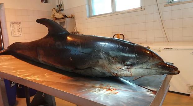 Un altro delfino morto al largo di Fiumicino, l'Istituto Zooprofilattico: «Morbillivirus non pericoloso per l'uomo»