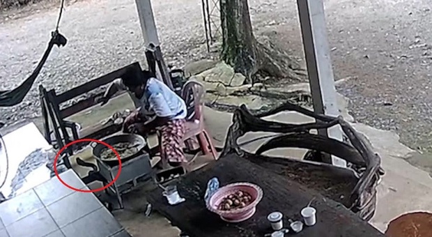 Cobra reale attacca una donna che sta cucinando: il video choc