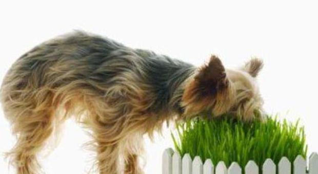 Il tuo cane mangia l'erba? Ecco cosa rischia