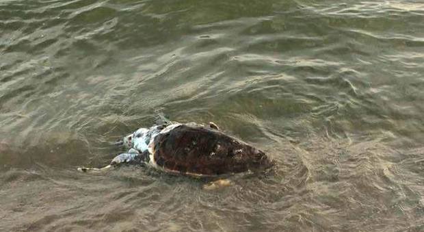 Due Caretta Caretta trovate morte nel golfo nelle ultime 24 ore
