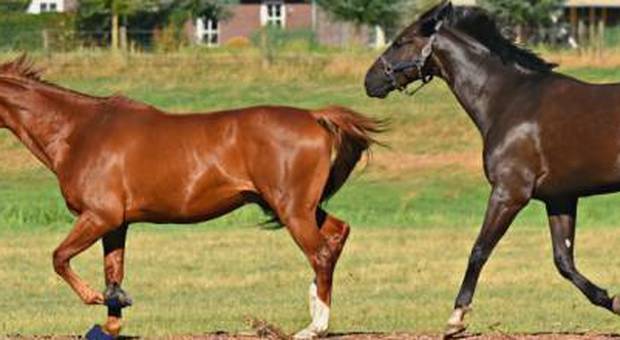 Tornano i ladri di cavalli: rubati anche due esemplari addestrati all'ippoterapia. L'ombra del mercato della macellazione clandestina