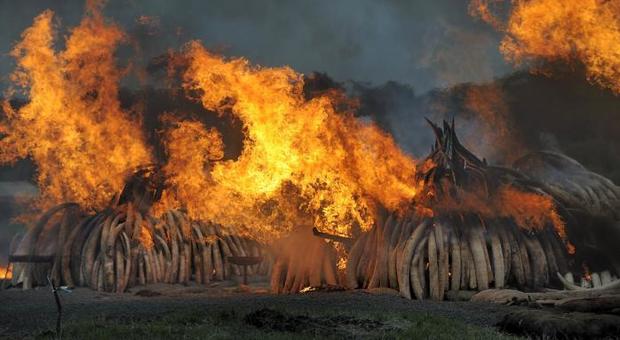Kenya, bruciate 105 tonnellate d'avorio per dire no ai bracconieri