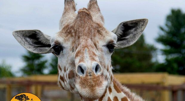 Lutto allo zoo, morta la giraffa April: «Siamo stati costretti a sopprimerla»