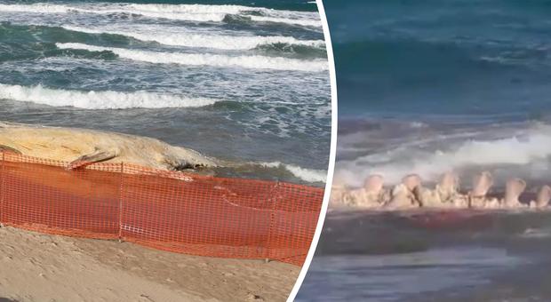 Balena spiaggiata in Sardegna, lo scheletro si stacca dalla carcassa: ecco che fine farà