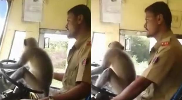 L'autista del bus "fa guidare" una scimmia: sospeso dal servizio