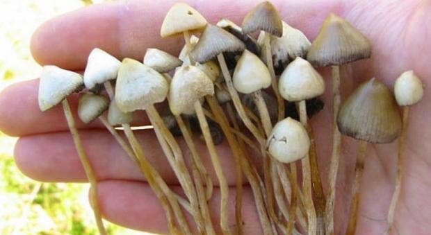 I funghi allucinogeni curano la depressione cronica: "resettano il cervello"