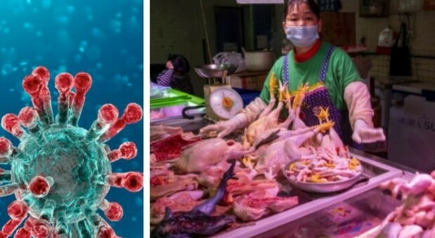 L'Oms: «Fine pandemia ancora lontana, stop alla vendita di animali selvatici nei mercati»