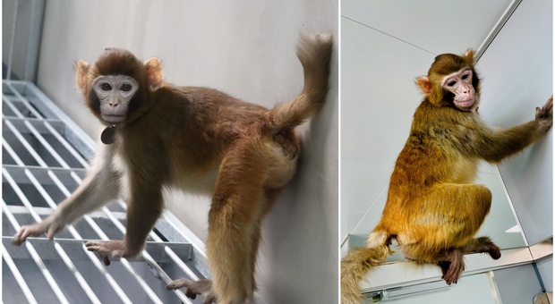 ReTro come Dolly, gli scienziati cinesi clonano la prima scimmia: «Era sana, ha vissuto per 2 anni»