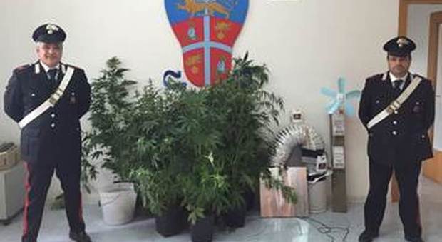 San Felice a Cancello, coltivava marijuana in casa: arrestato 33enne