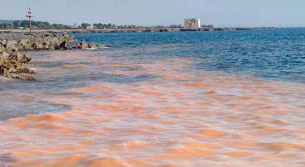 Torna la "marea rossa" sulla costa ionica tra Nardò e Gallipoli. Sono alghe: la notte brillano di azzurro elettrico