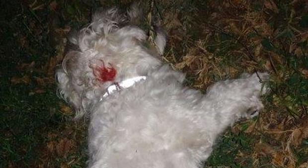 il piccolo cane maltese ucciso ieri a Vicenza