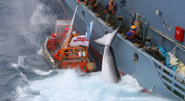 Il Giappone uccide 122 balene incinta e 144 cuccioli