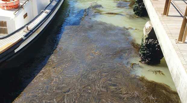 La proliferazione di alghe in laguna sta provocando problemi anche alle imbarcazioni
