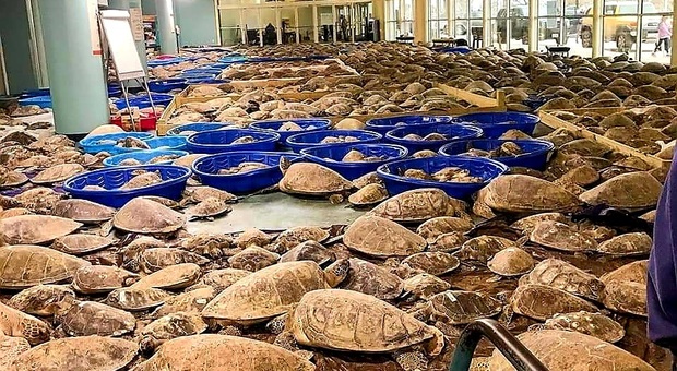 Alcune delle migliaia di tartarughe marine salvate dalle acque gelide dell'oceano texano (immagini pubbl da Texas Parks and Wildlife su Fb)