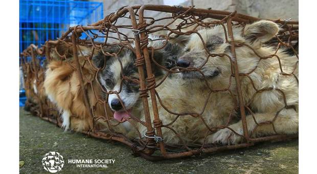 Cani imprigionati in attesa di essere macellati (immagine pubbl da Humane Society International su Fb)