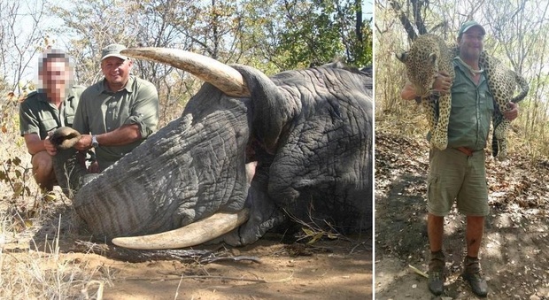Famoso cacciatore muore durante il safari: "Schiacciato dall'elefante ucciso dall'amico" -Guarda
