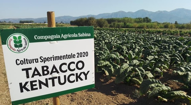 Coltivazione del tabacco a Rieti: nasce un Protocollo d’intesa. Sinibaldi: «Ottima opportunità di sviluppo»