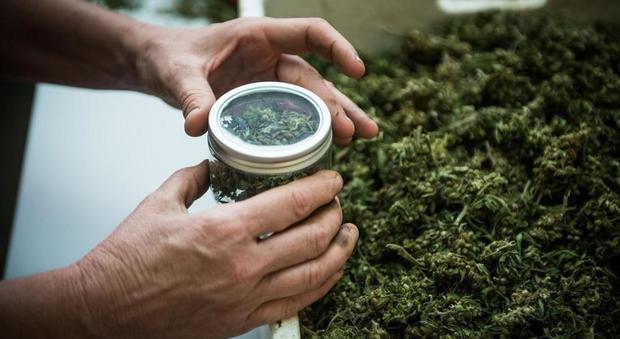 Cannabis light: è boom di growshop, +75% nel 2018, Roma in testa