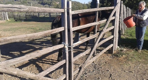 I cavalli chiusi nel recinto con un lucchetto