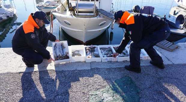 Pesce illegale, sequestrata una tonnellata durante le feste natalizie