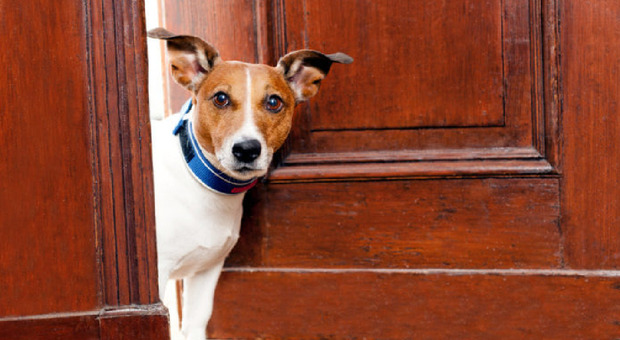 Distraggono i cani da guardia poi svaligiano cassaforte: nuova ondata di furti