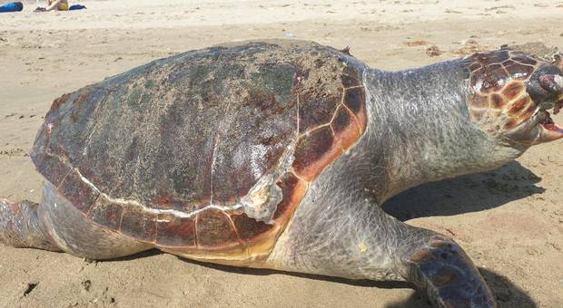 Focene, tartaruga morta in spiaggia soffocata dalla plastica