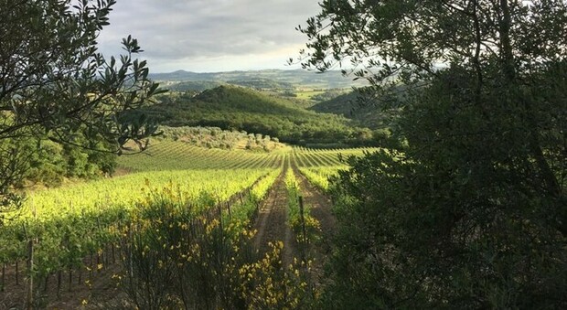 Toscana, la prima scelta dei winelovers: a seguire Piemonte e Sicilia