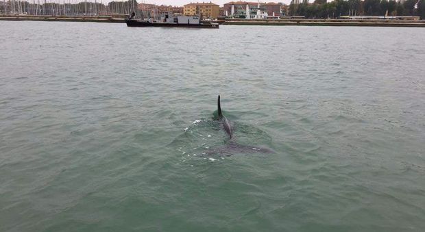 Delfino perso in laguna, avvistato nella darsena di Sant'Elena