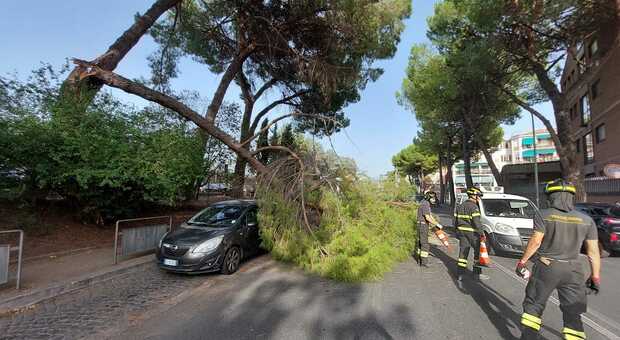 Terni, grosso ramo di pino cade sulla strada: paura in viale Tito Oro Nobili